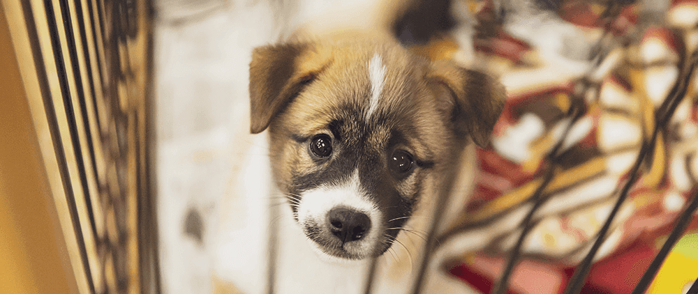 保護犬たちの里親募集サイト構築